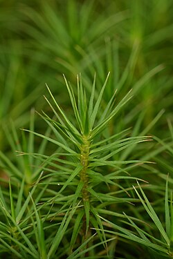 Haircap Moss (Polytrichum sp.)