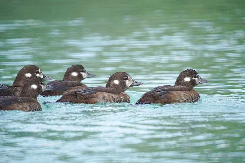 File:Harlequin Ducks (20361334556).jpg