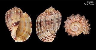 <i>Harpa goodwini</i> Species of mollusc