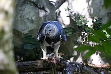 Feeding on small prey. Harpy Eagle, South America.jpeg