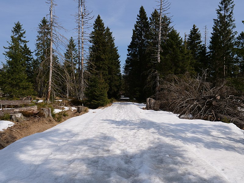 File:Harz near Schwarzer Sumpf 05.jpg