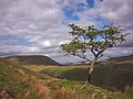 Thumbnail for File:Hawthorn tree, Wandale - geograph.org.uk - 3490986.jpg