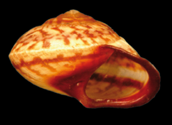 Une coquille d’H. rhodostoma. Sa hauteur est de 6,90 mm.