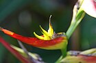 Heliconia (222385345).jpg