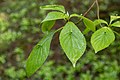 ハナイカダ Helwingia japonica