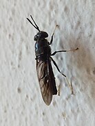 Black soldier fly (H. illucens). Hermetia illucens 04.jpg