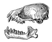 Drawing of bat skull