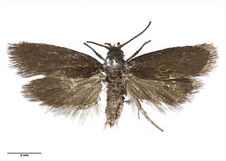 <i>Hierodoris squamea</i> Species of moth endemic to New Zealand