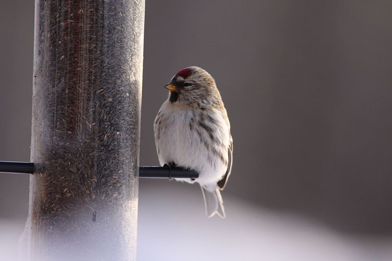 File:Hoary Redpoll (5308629140).jpg