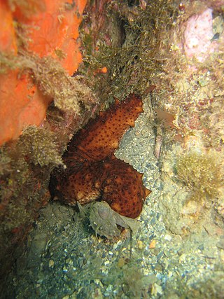 <i>Holothuria stellati</i> Species of sea cucumber