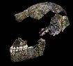 Schädelfragment und Unterkiefer des Homo naledi