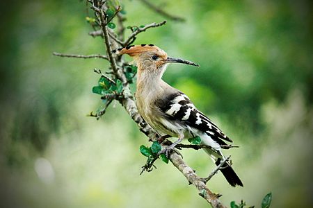 ไฟล์:Hoopoe_at_Rajaji_NP.jpg