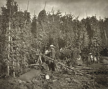 Hop picking in Kent, 1875. Hop picking was a working holiday for Londoners Hop-Picking in Kent by Stephen Thompson 1875.jpg
