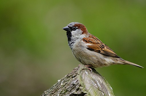 House Sparrow(Passer domesticus)