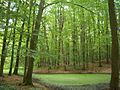 Hullerbusch and Schmaler Luzin Nature Reserve