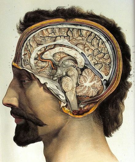 Human brain. Жан Батист Марк Буржери.