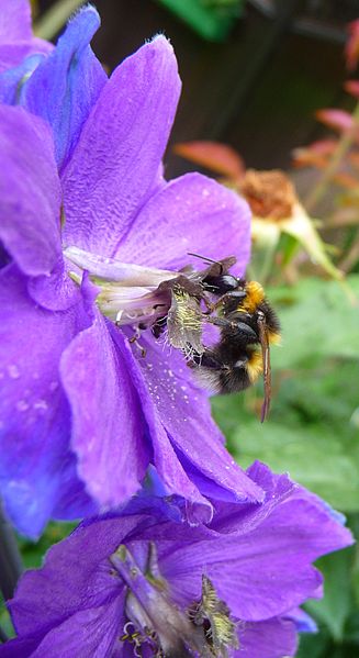 File:Hummel auf blauem Rittersporn.jpg