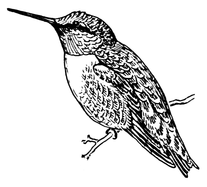 File:Hummingbird 2 (PSF).png