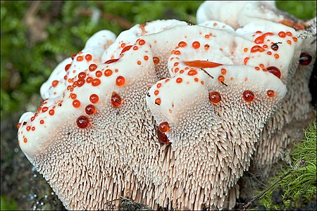 Tập_tin:Hydnellum_ferrugineum_59267.jpg