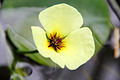 Hydrocleys nymphoides - flower view 04.jpg
