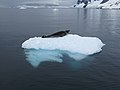 Un léopard de mer sur un iceberg dérivant sur le chenal Lemaire (péninsule Antarctique).