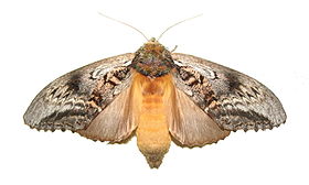 Hylaeora Eucalypti