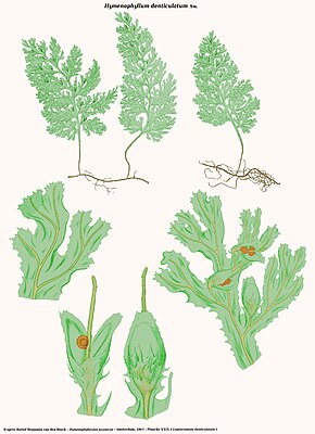 Descrição da imagem Hymenophyllum denticulatum.jpg.