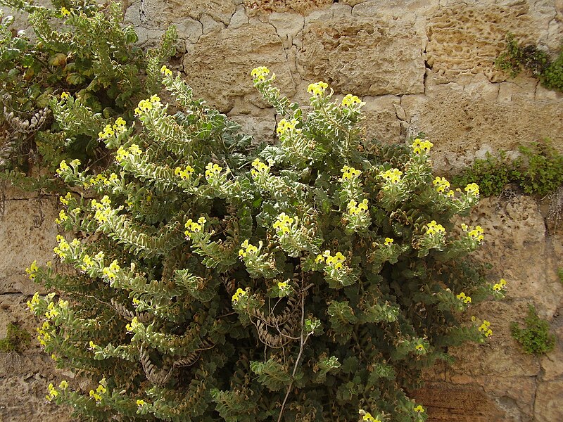 File:Hyoscyamus aureus on Shuni wall b RJP.jpg