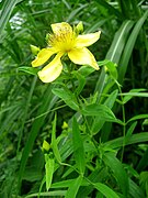 Hypericum ascyron