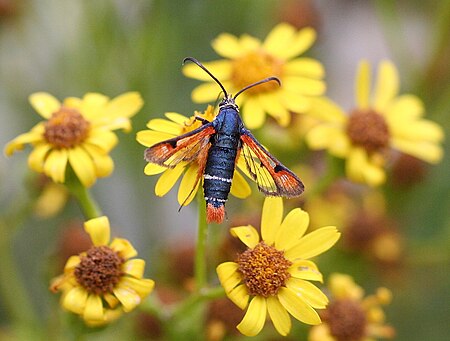 The fiery clearwing moth, Pyropteron chrysidiformis IC Pyropteron chrysidiforme.jpg