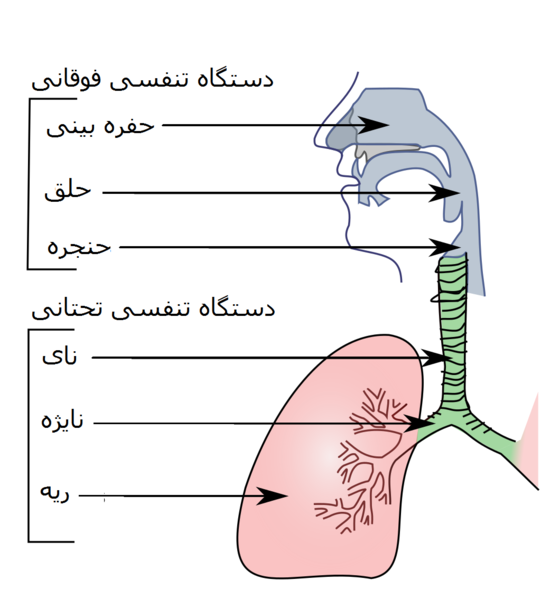 File:Illu conducting passages fa.png