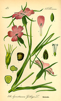 Illustration_Agrostemma_githago0.jpg