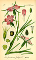 Agrostemma githago plate 206 in: Otto Wilhelm Thomé: Flora von Deutschland, Österreich u.d. Schweiz, Gera (1885)