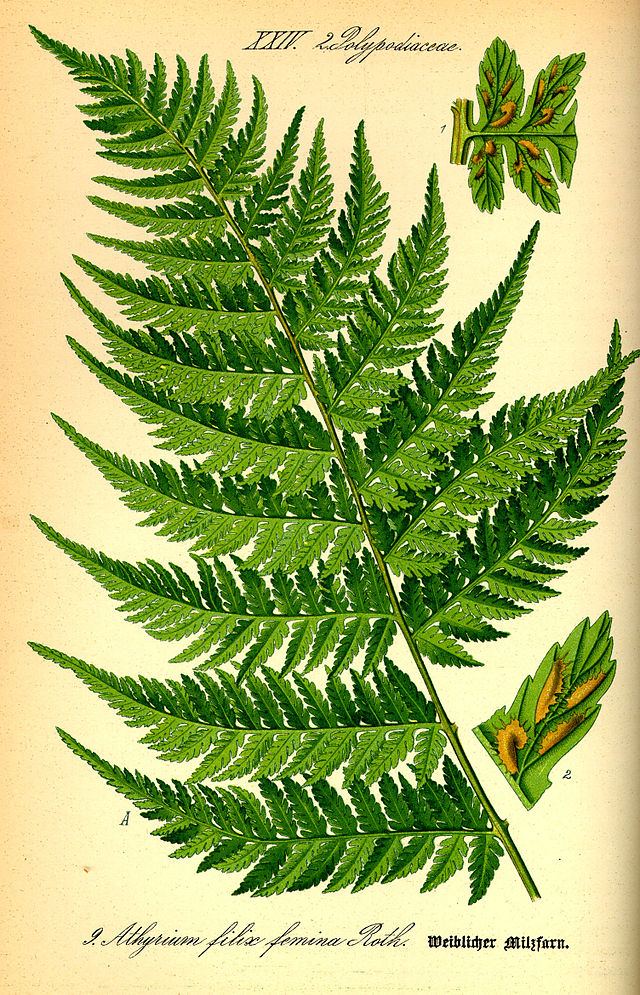 Athyrium filix-femina: fougère femelle. Fougères d'extérieur