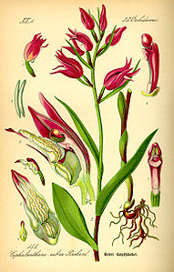 plate 155 Cephalanthera rubra