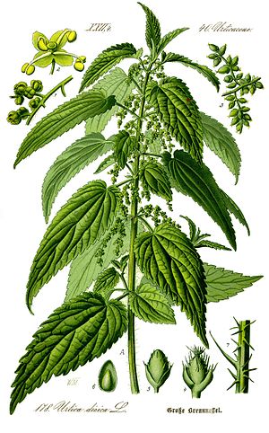 Urtica dioica