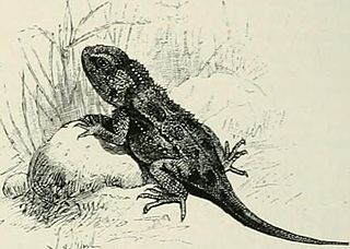 <i>Agama hispida</i> Species of lizard