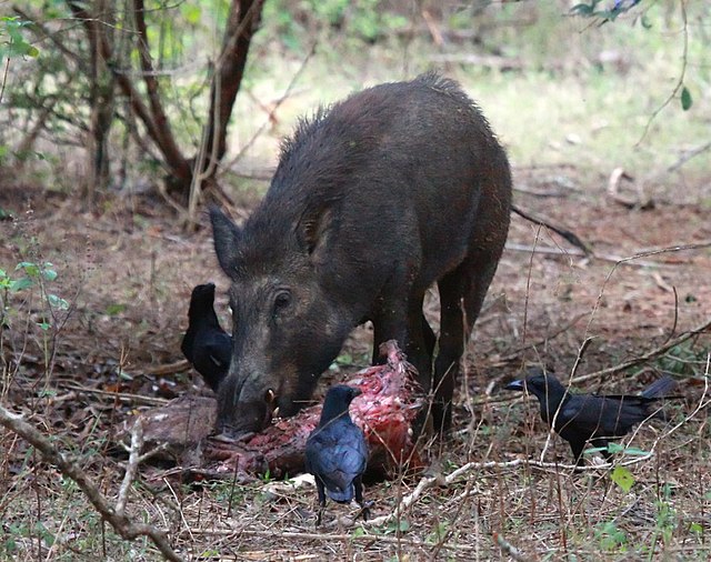 Wild boar feeding on carcass in Yala National Park, Sri Lanka