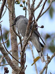 Indochinese Cuckooshrike, Nong Bua Daeng, Chaiyaphum, Thailand 1.jpg