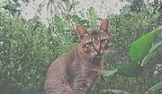 Thumbnail for File:Indonesian Wildcat.jpg