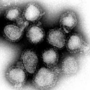 インフルエンザウイルスのサムネイル