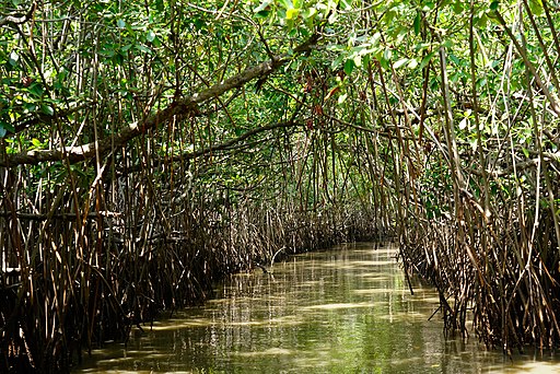 Pichavaram Mangrove Forest , a Ramsar site