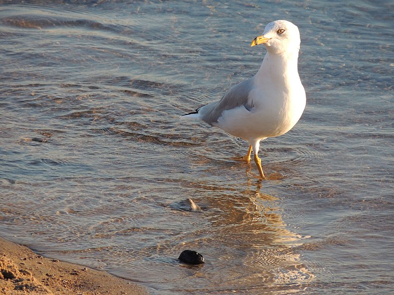 File:Inverhuron Provincial Park (44768414991).jpg