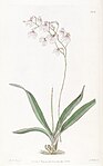 Ionopsis tenera (utricularioides) - Edwards v. 22 (1836) pl. 1904.jpg