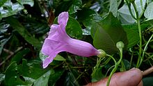 Ipomoea batatoides Choisy (15721623535).jpg