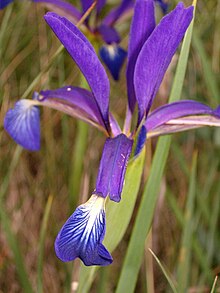 Tall blue iris (Iris spuria)