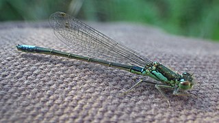 <i>Ischnura gemina</i> Species of damselfly