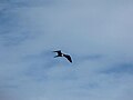 Gaviota en Playa El Agua