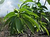 Isodendrion pyrifolium.jpg