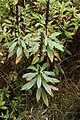 Isoplexis (Digitalis) canariensis